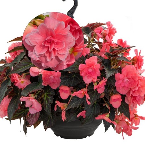 Begonia tuberhybrida 'Nonstop® Joy F1 Mocca Rose' - Mugulbegoonia 'Nonstop® Joy F1 Mocca Rose'